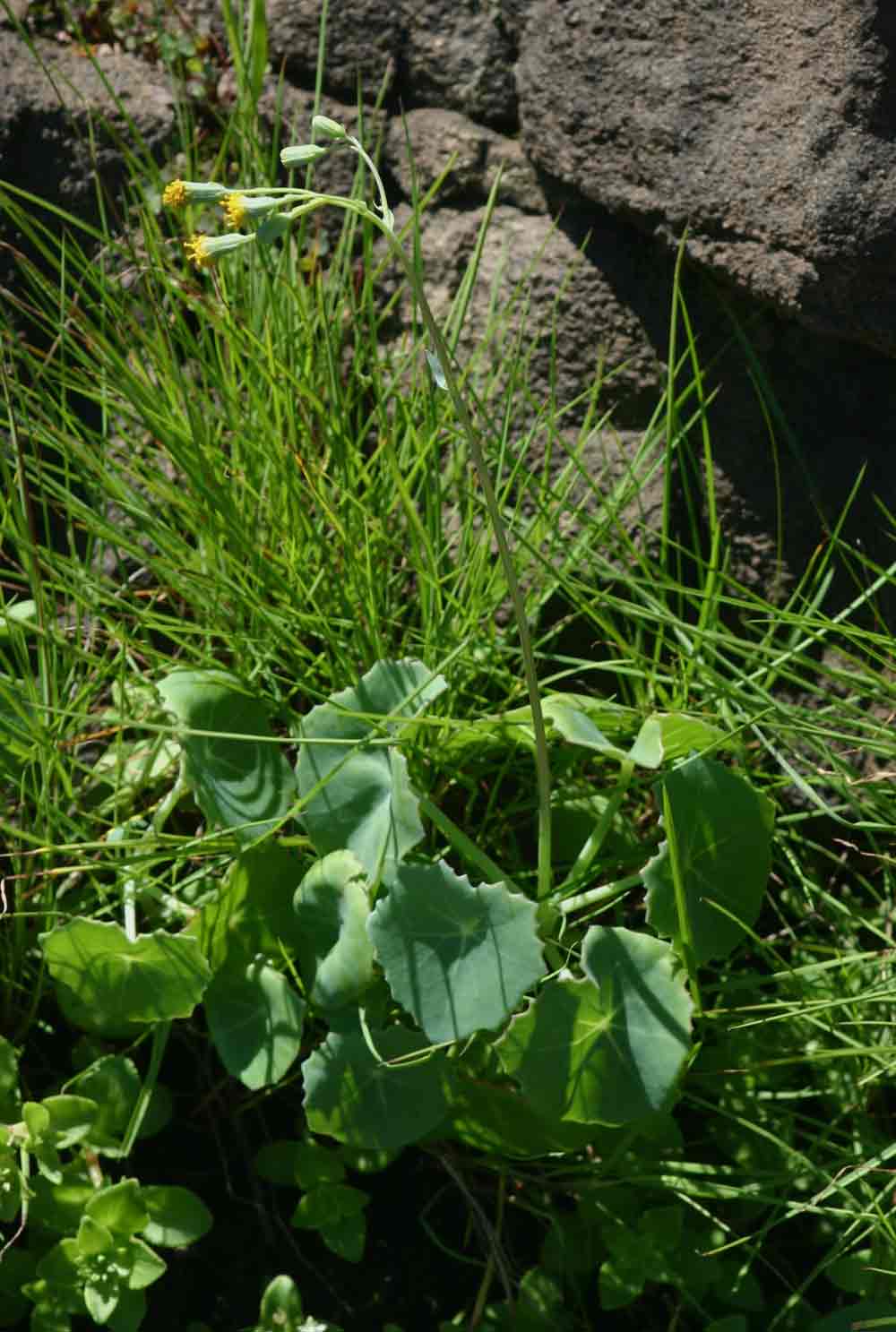 Senecio oxyriifolius