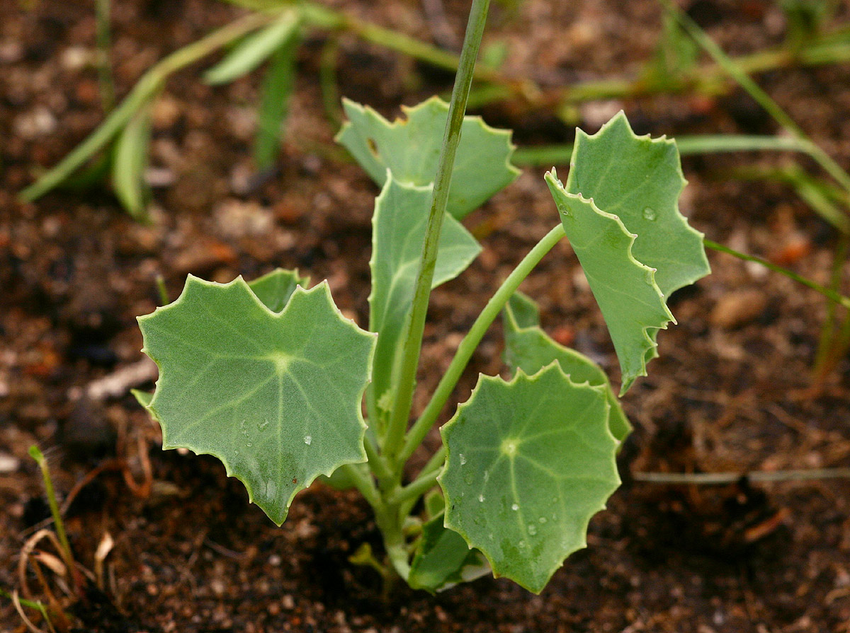 Senecio oxyriifolius