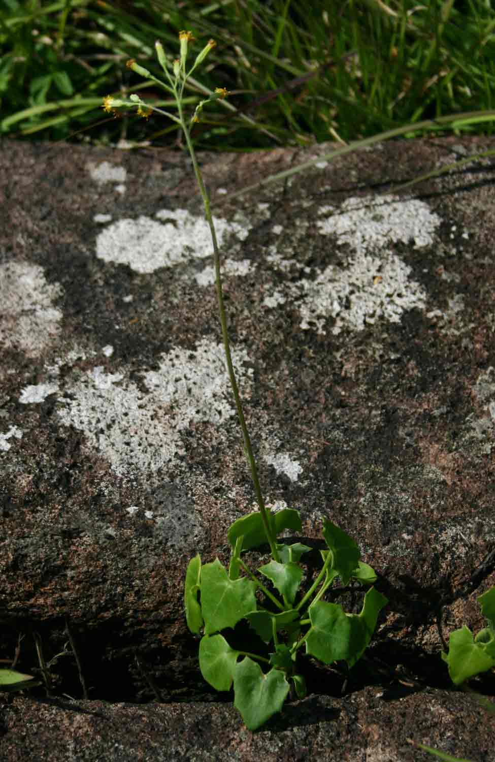 Senecio oxyriifolius