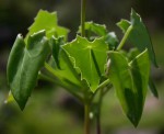 Senecio oxyriifolius