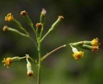 Senecio oxyriifolius
