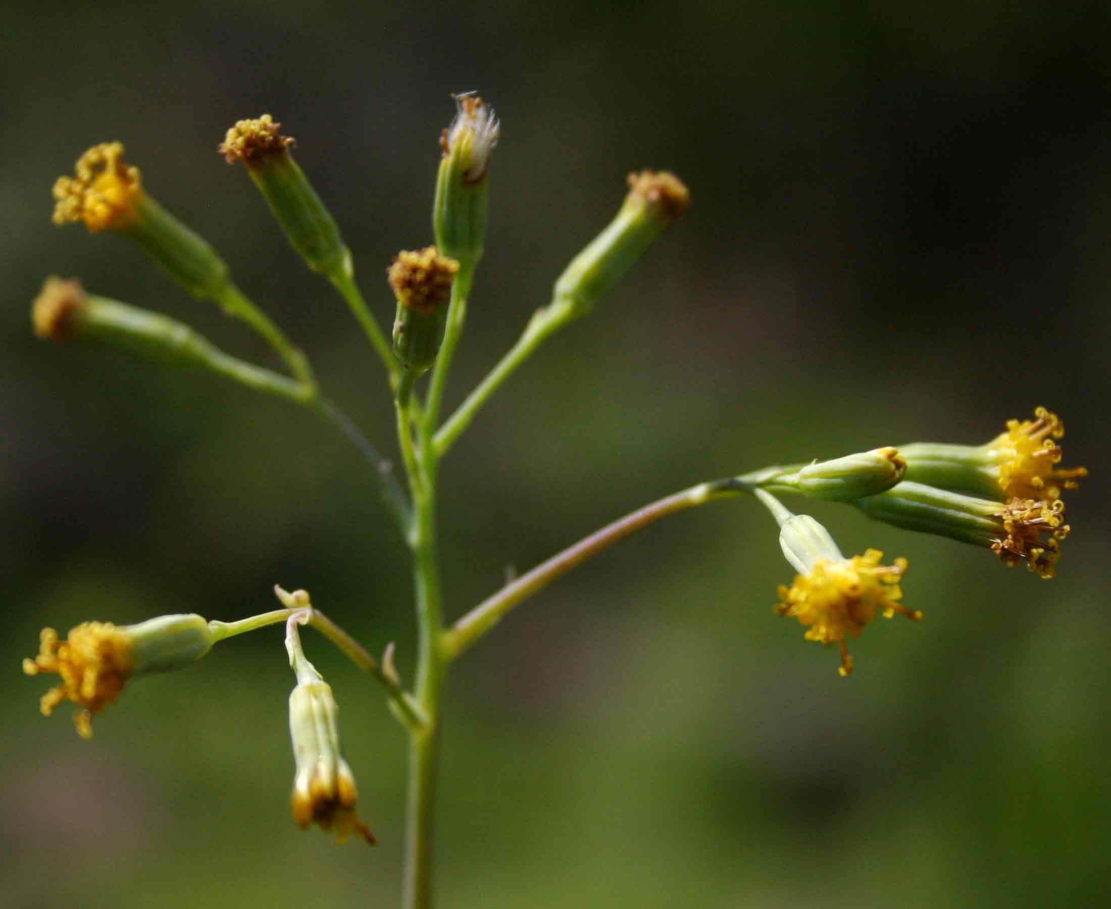 Senecio oxyriifolius