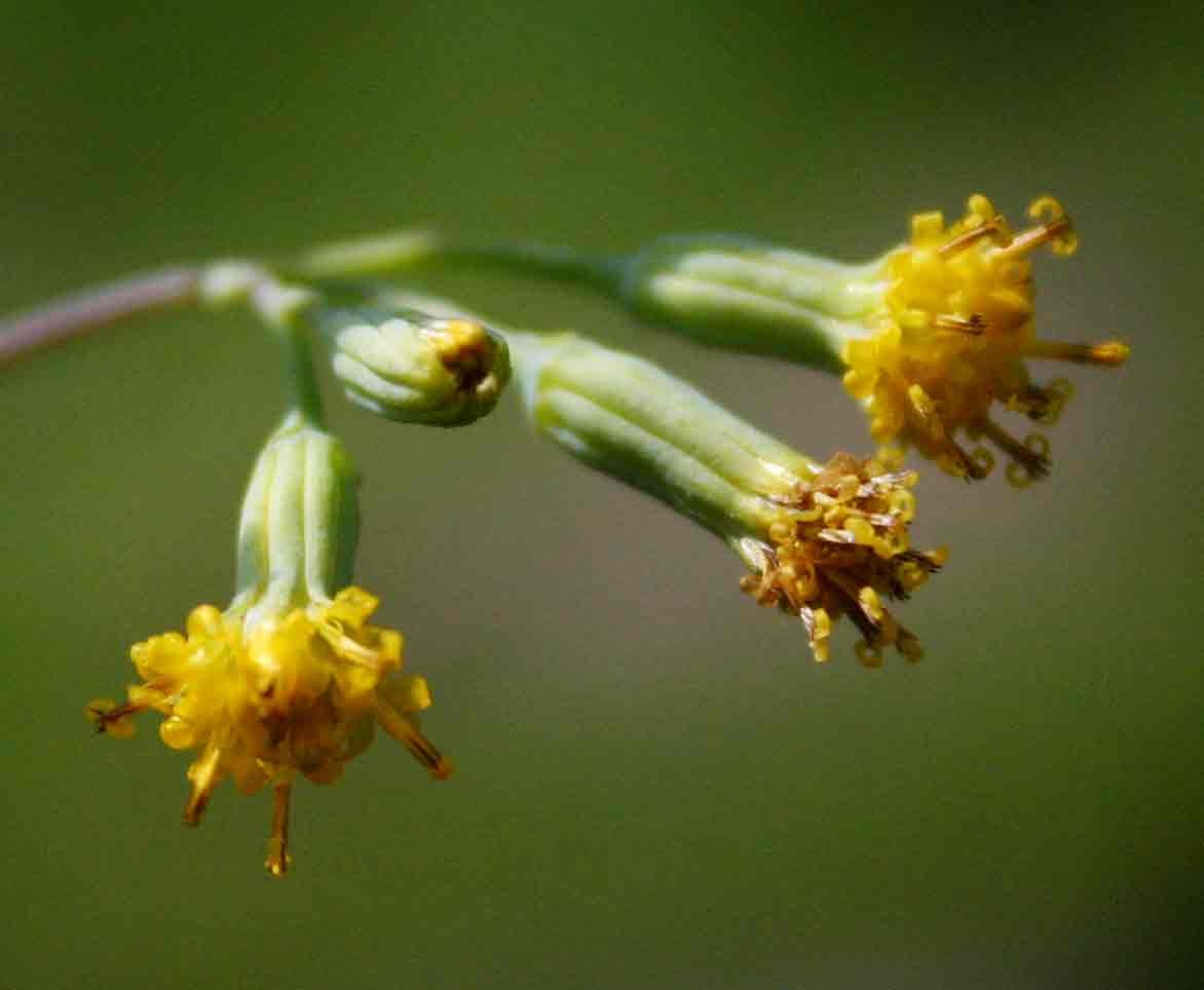 Senecio oxyriifolius