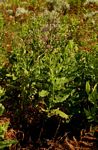Senecio purpureus