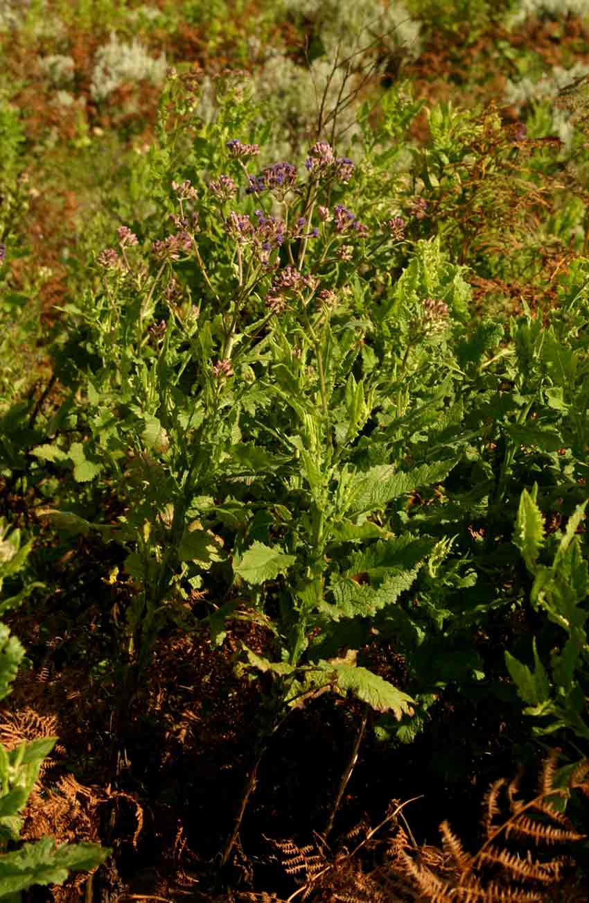 Senecio purpureus