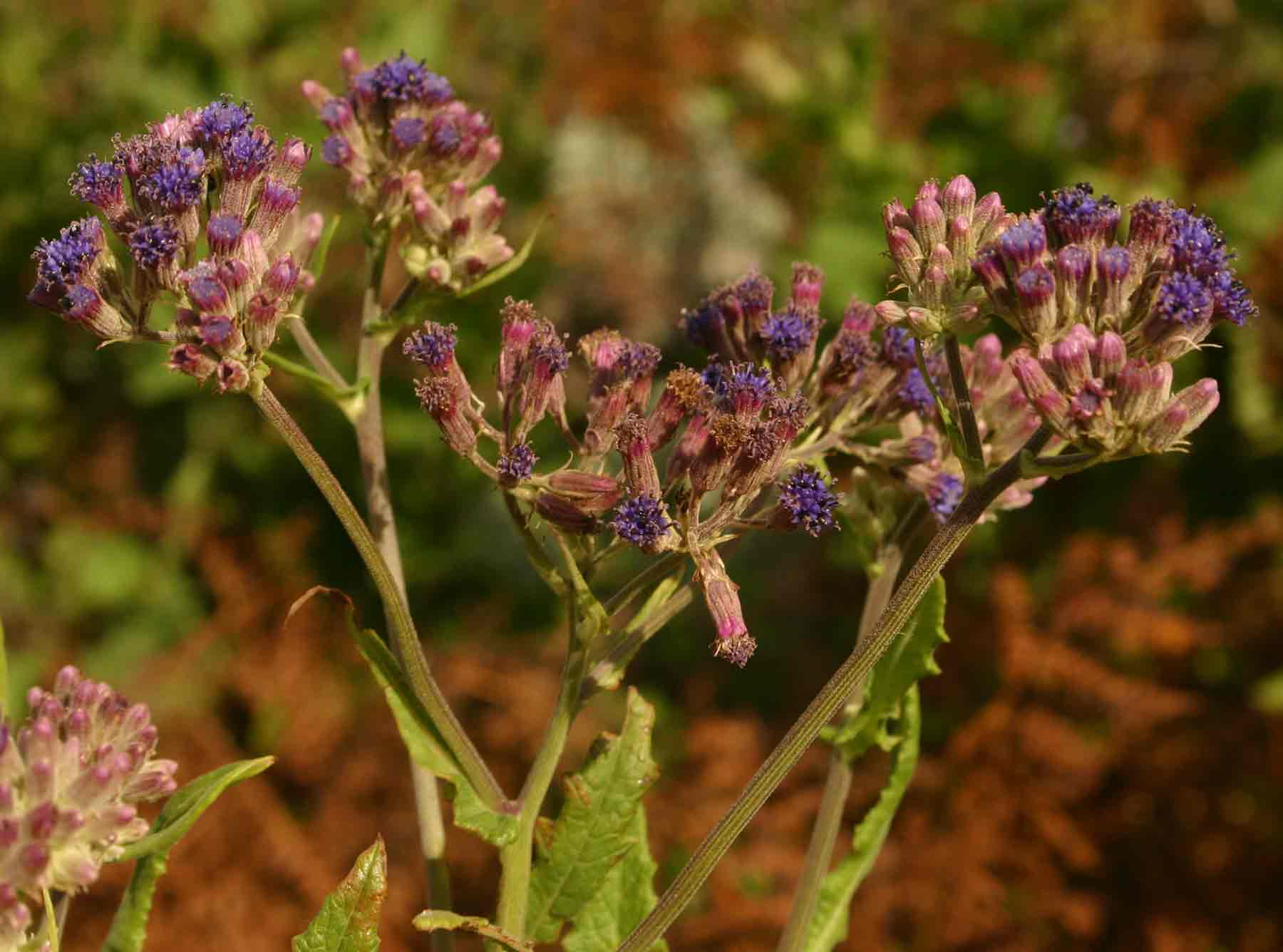 Senecio purpureus