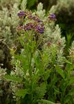 Senecio purpureus