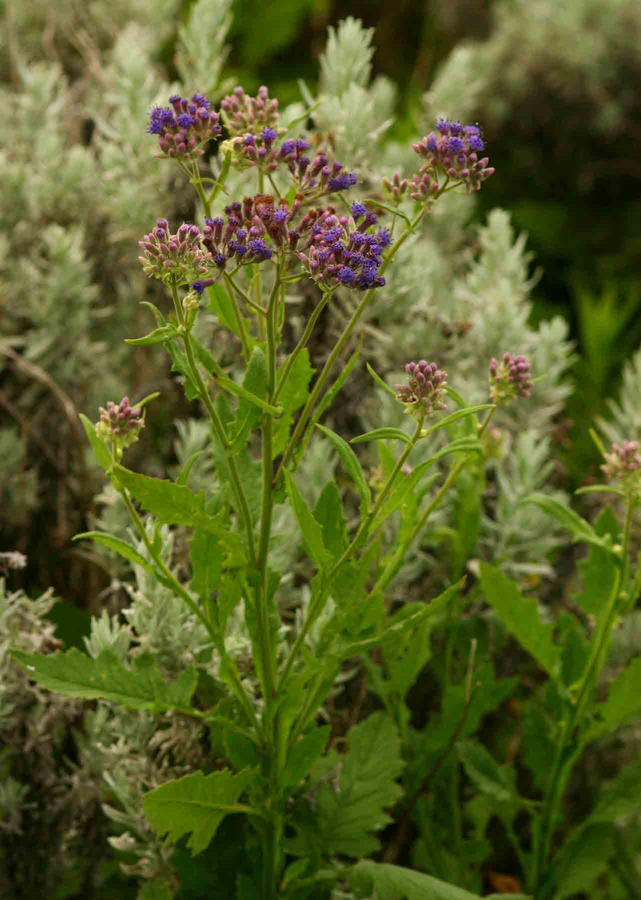 Senecio purpureus
