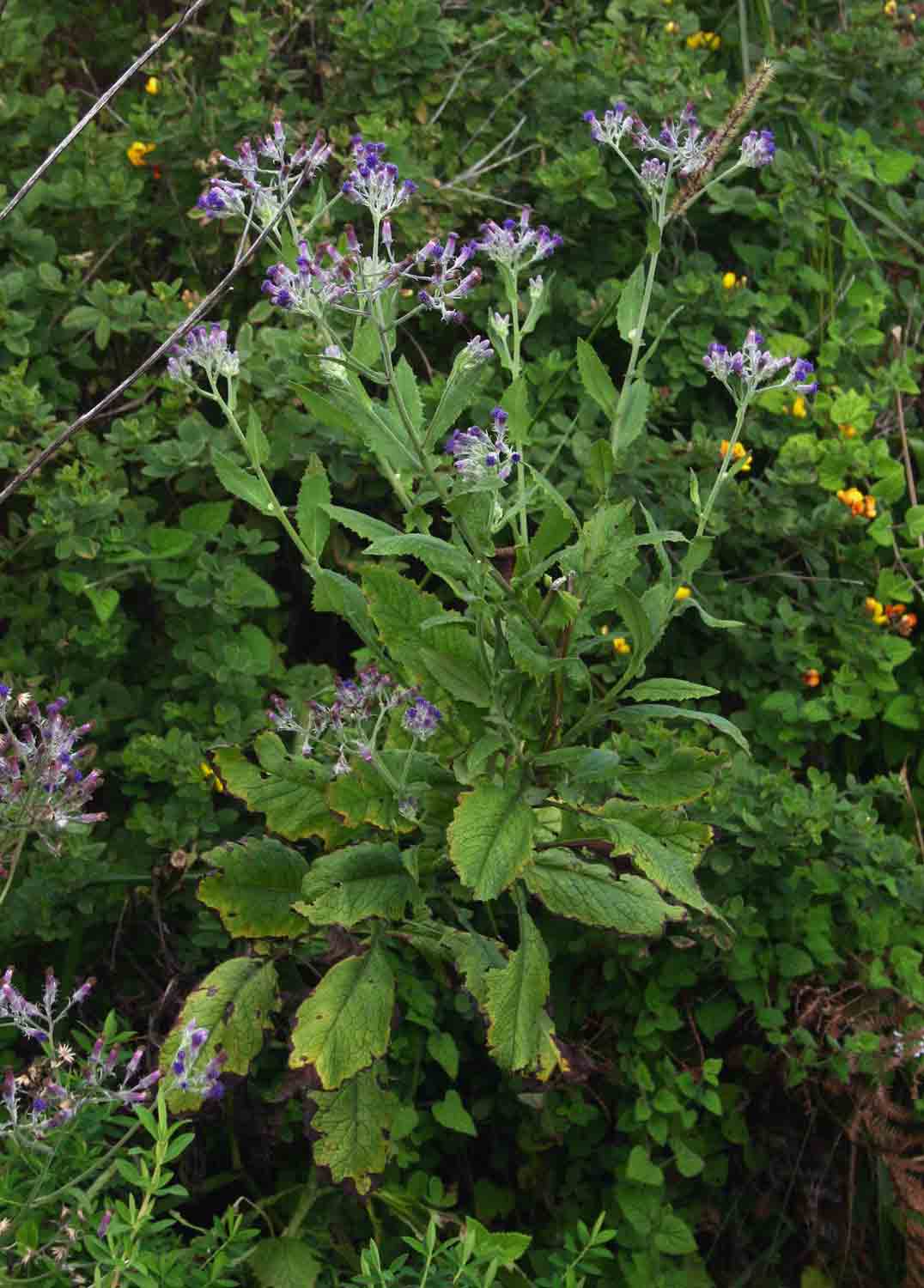 Senecio purpureus