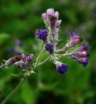 Senecio purpureus