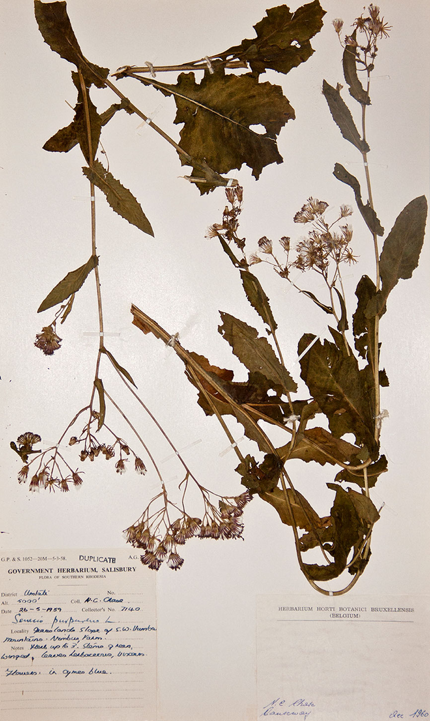 Senecio purpureus