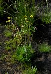 Senecio ruwenzoriensis