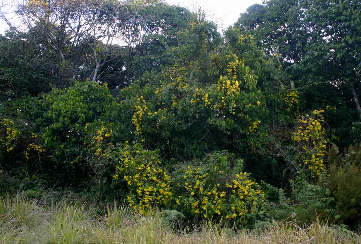 Senecio tamoides