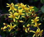 Senecio tamoides