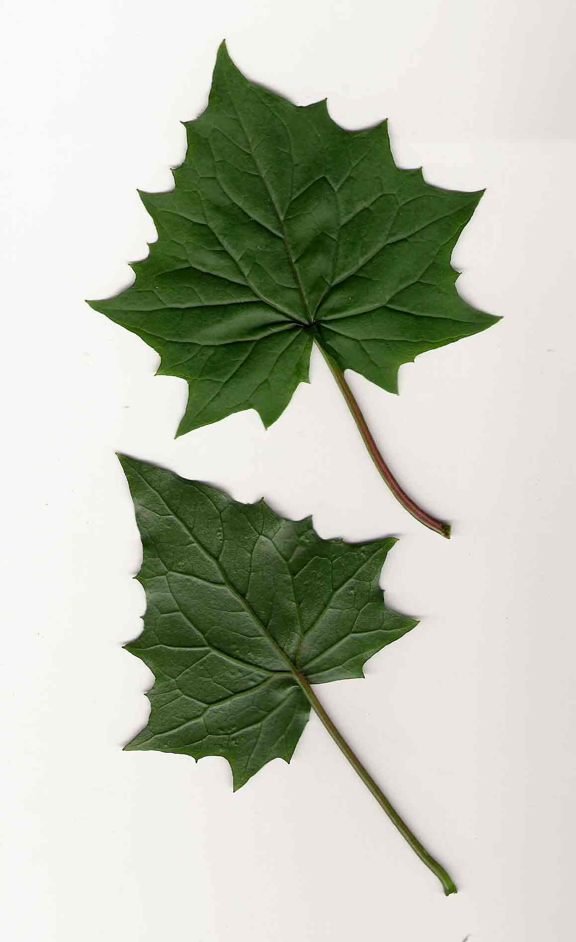 Senecio tamoides