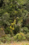 Senecio tamoides