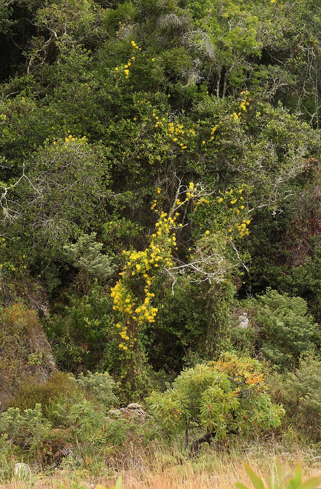 Senecio tamoides