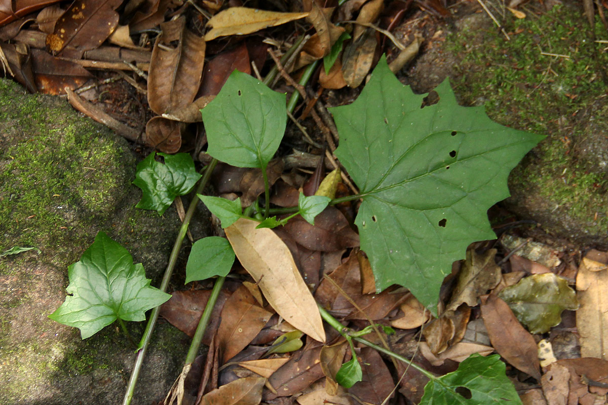 Senecio tamoides