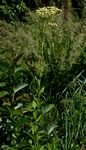 Senecio triactinus