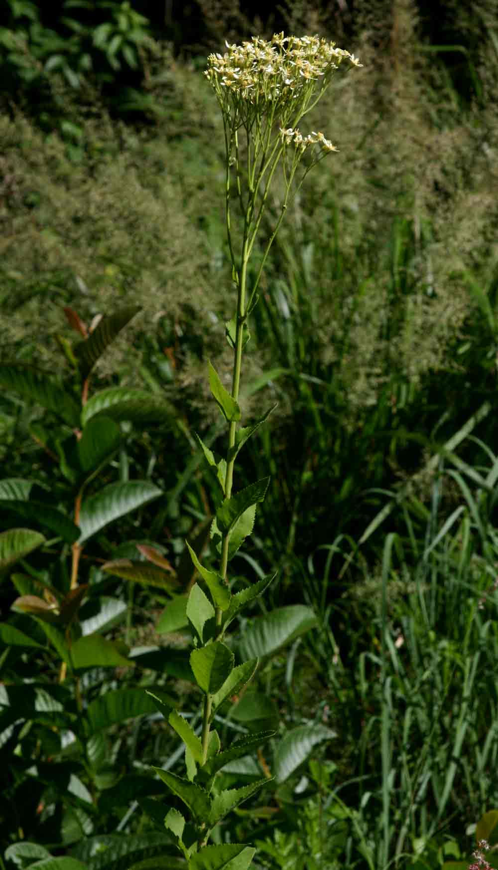 Senecio triactinus