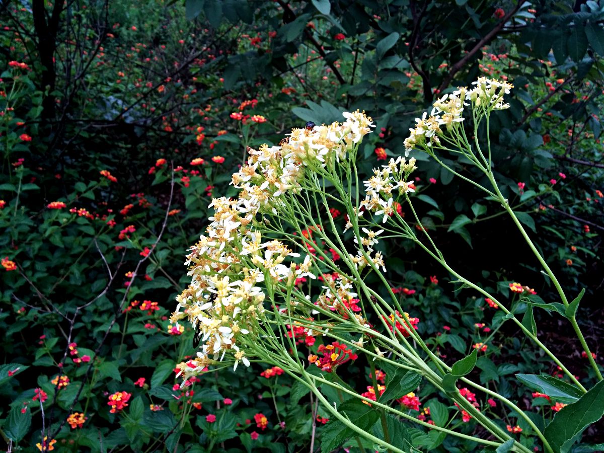 Senecio triactinus