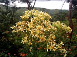 Senecio triactinus