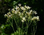 Senecio triactinus