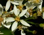 Senecio triactinus