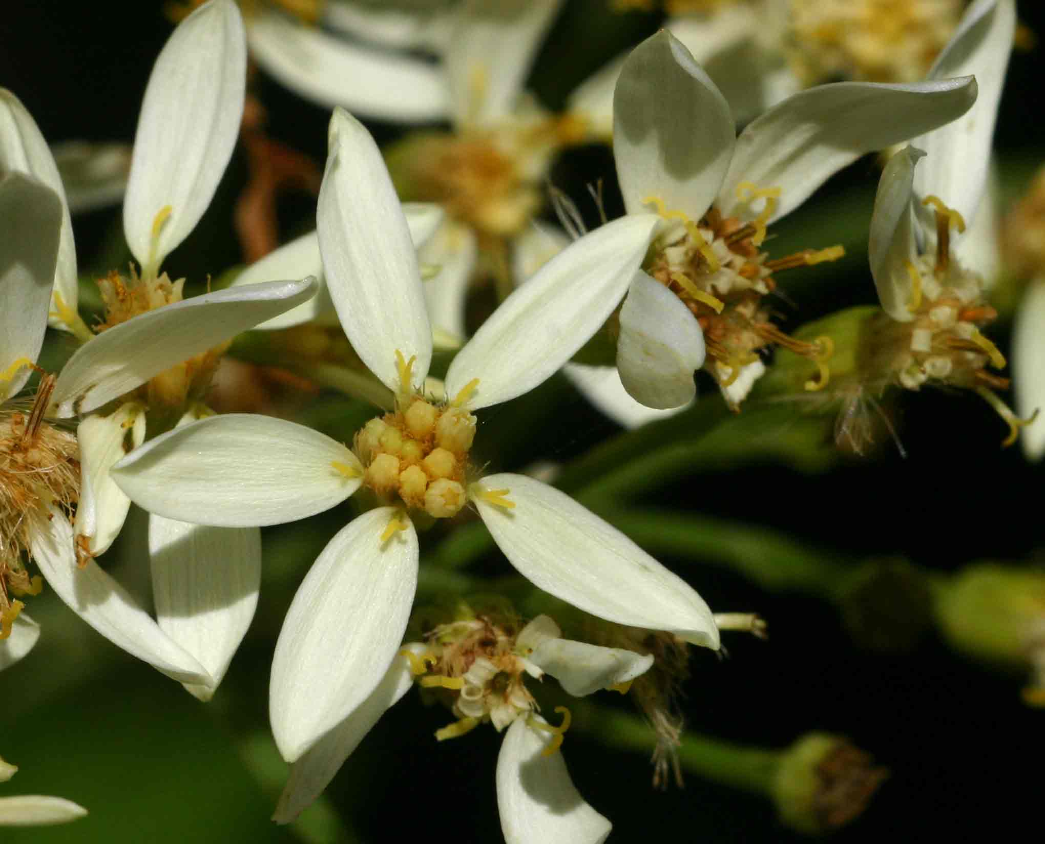 Senecio triactinus