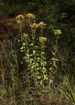 Senecio triactinus