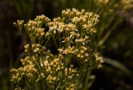 Senecio triactinus