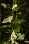 Senecio triactinus