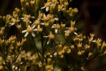 Senecio triactinus