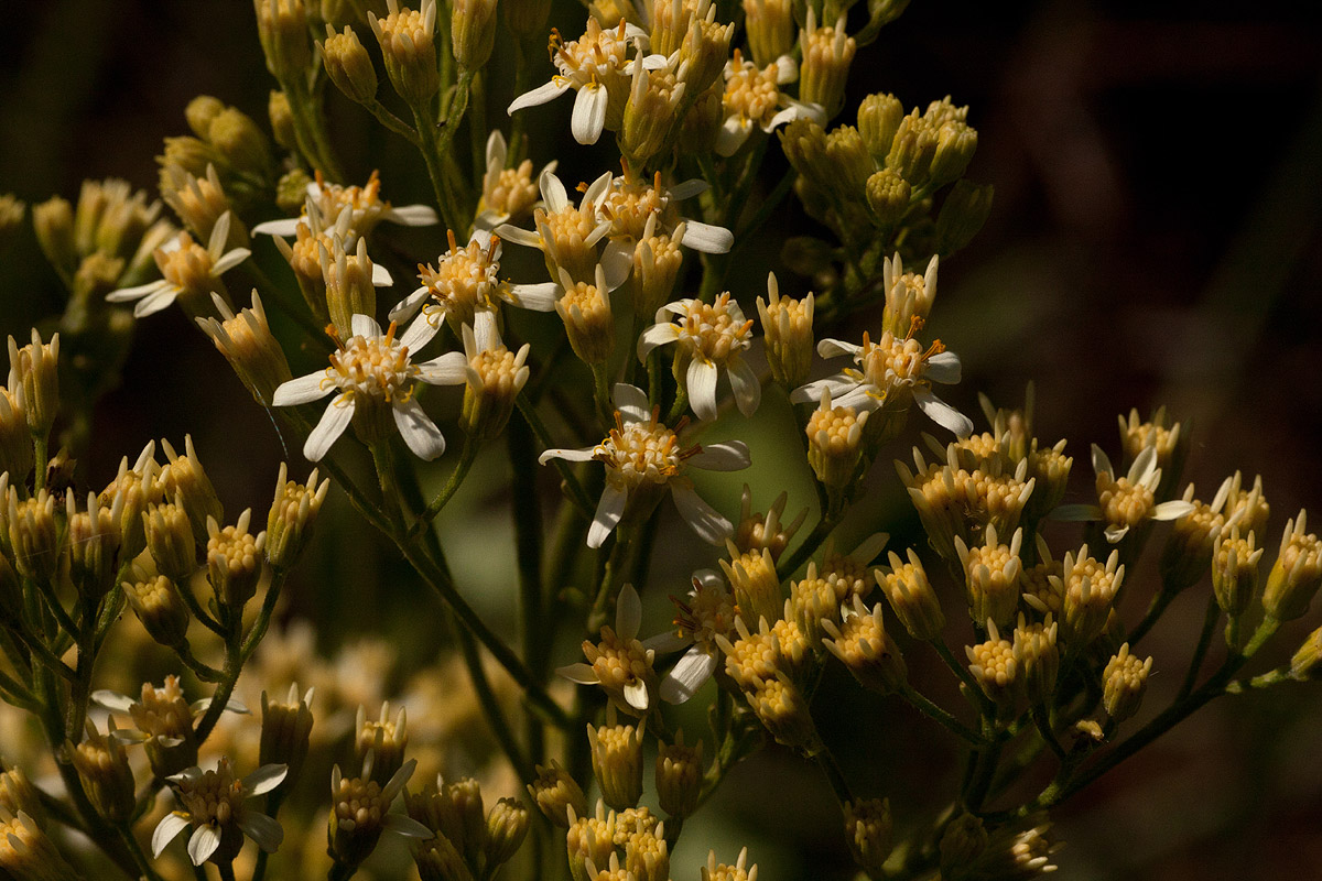 Senecio triactinus