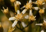 Senecio triactinus