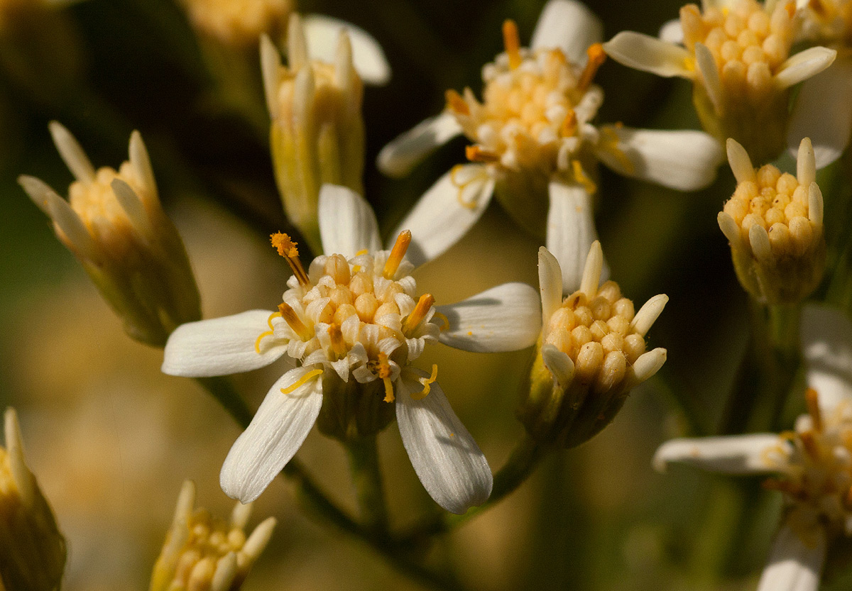 Senecio triactinus
