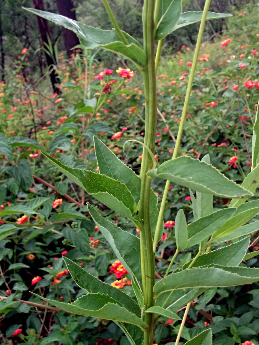 Senecio triactinus