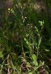 Emilia abyssinica var. abyssinica