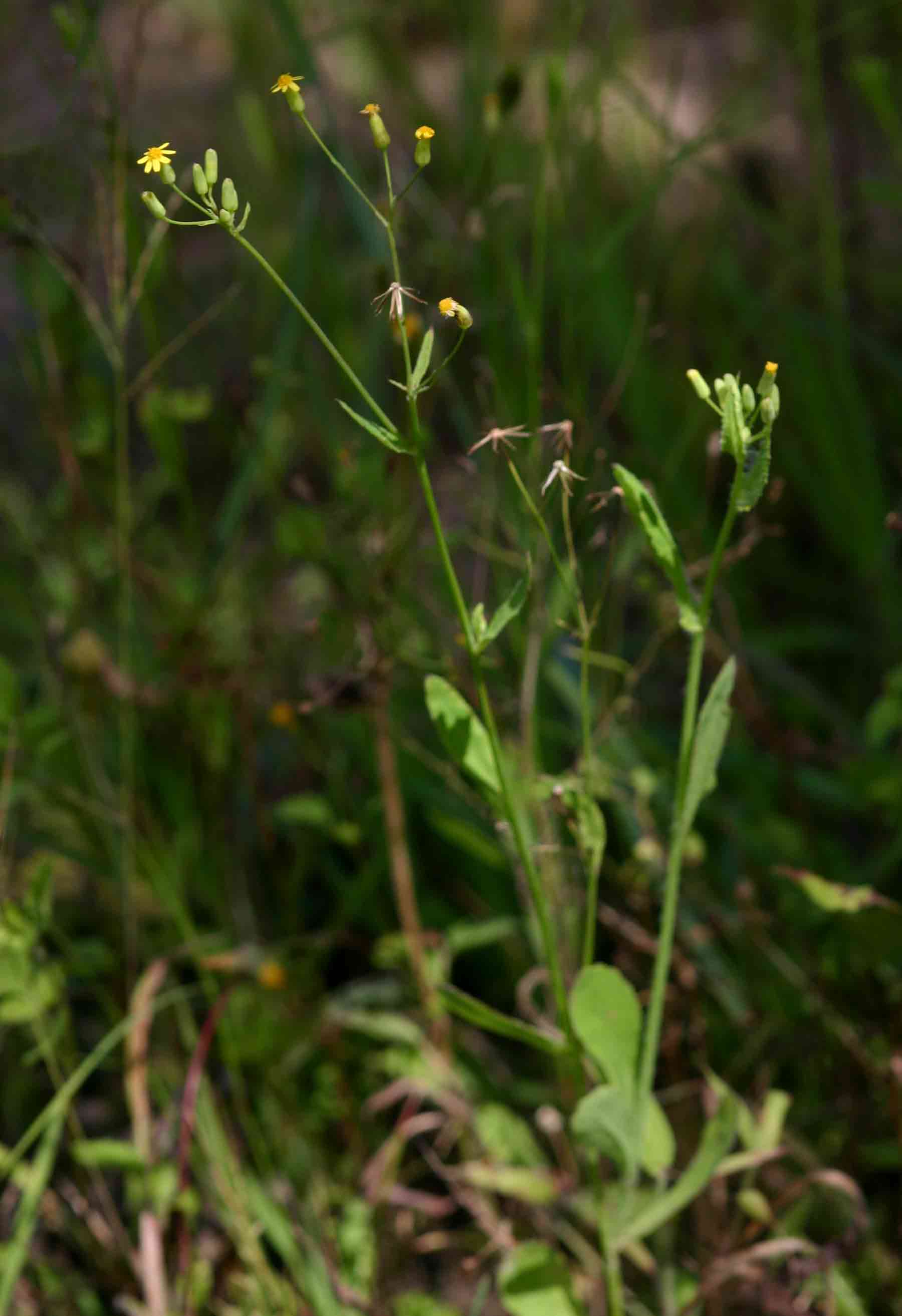 Emilia abyssinica var. abyssinica