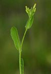 Emilia abyssinica var. abyssinica