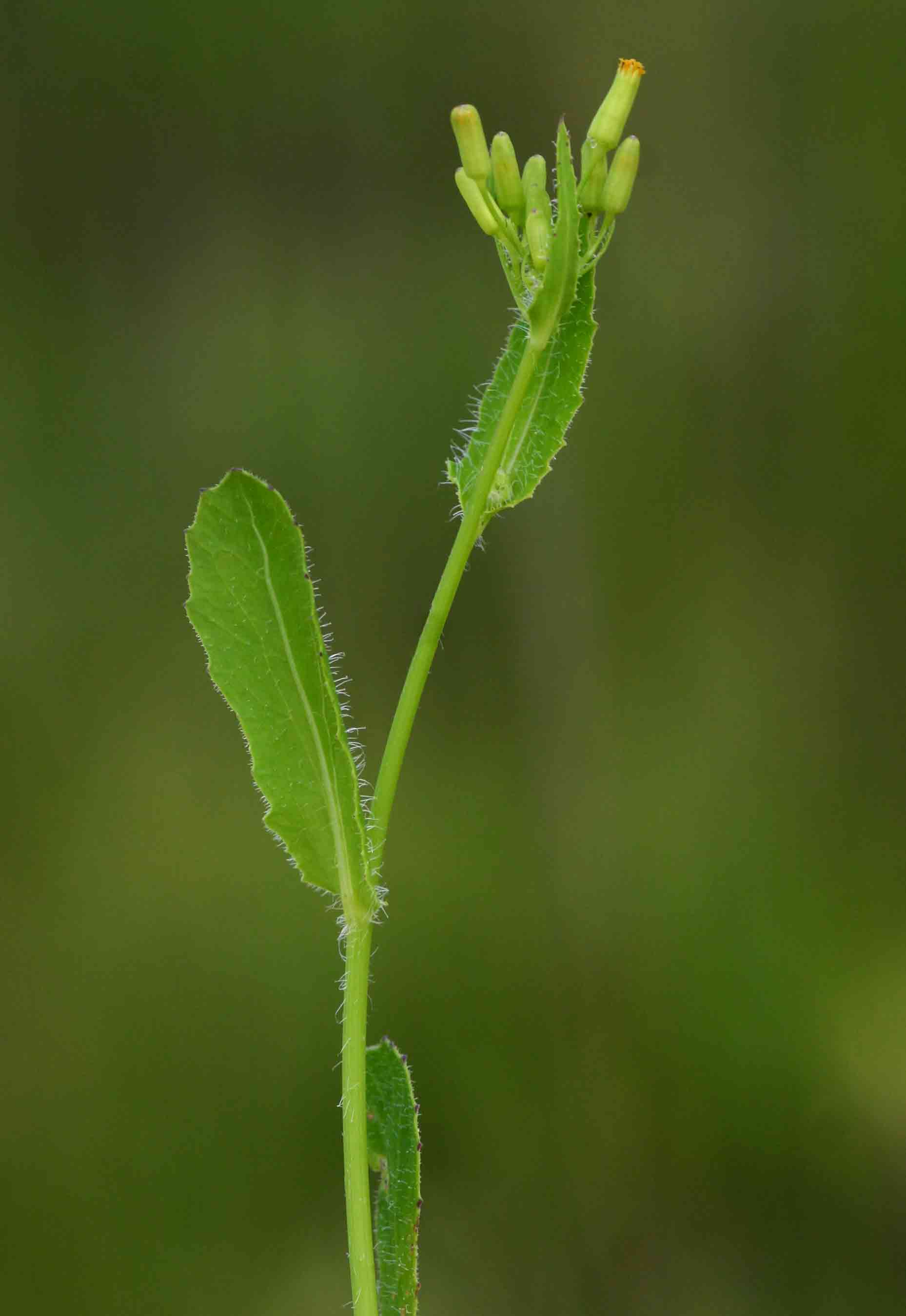 Emilia abyssinica var. abyssinica
