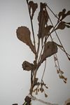 Emilia abyssinica var. abyssinica