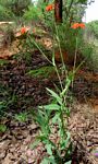 Emilia coccinea