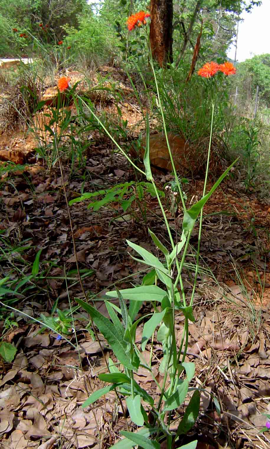 Emilia coccinea