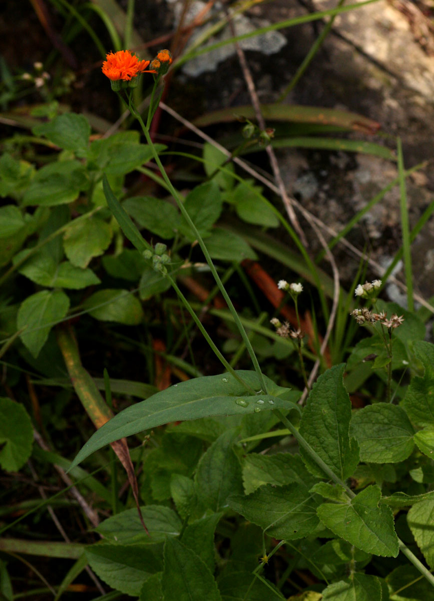 Emilia coccinea