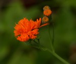 Emilia coccinea