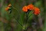Emilia coccinea