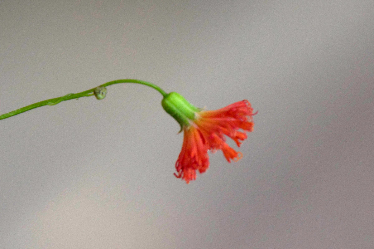 Emilia coccinea