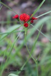 Emilia coccinea