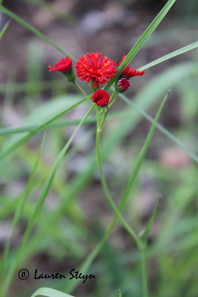 Emilia coccinea